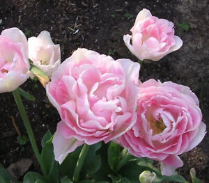 Prechilled Angelique Tulip Bulbs | Soft Pink Double Petal | Peony Tulip Blooms
