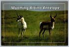 Wyoming Wy - An Albino Antelope - Vintage Postcard 4X6 - Unposted