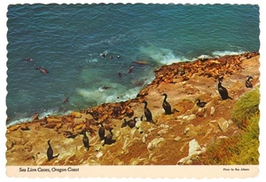 Postal de vida silvestre Ray Atkeson Florence Oregon Coast Sea Lion Caves - Imagen 1 de 2