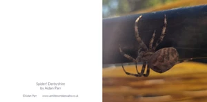 Greeting Card - Spider! Derbyshire - blank inside 6" x 6" - Picture 1 of 3