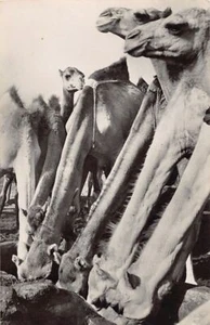 Mauritania - Camels at the watering trough - Publ. G. Labitte - Picture 1 of 2