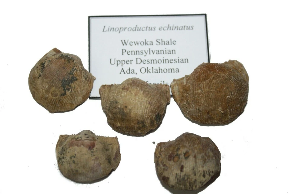 Pennsylvanian Carboniferous brachiopod fossil 1 per bid many species to choose - Image 1 of 1