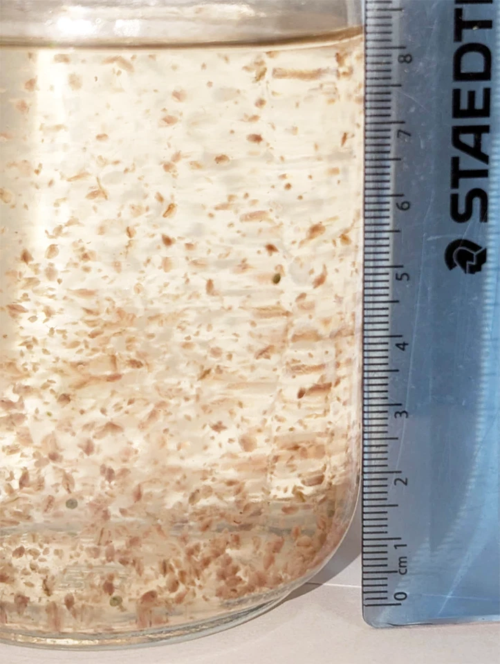 Живая пресноводная дафния - чистая комнатная культура - доступно несколько количеств - Изображение 1 из 1