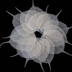 500x Natural Skeleton Bodhi Leaves Dried Craft DIY Card Wedding Art Decor 2-6" - Picture 1 of 12