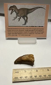 Tyrannosaurus T REX 2” African Carcharodontosaurus REAL FOSSIL CS20 - Picture 1 of 3