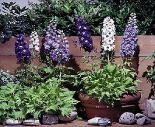 Delphinium Seeds Magic Fountain Mix Flower Seeds 50 Seeds PERENNIAL - Image 1 of 1