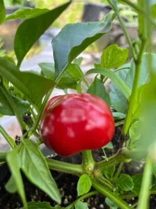 Cherry Round Calabrian Italian Picante Calabrese Spicy Pepper of Calabria Premiu - Picture 1 of 1