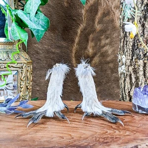 u33k Sharp Tailed Grouse spread PAIR Taxidermy craft voodoo talon collectible - Picture 1 of 5