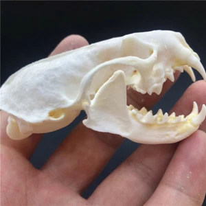 1 pz vero teschio di visone, esemplare animale fine, regalo teschio 6-8 cm / 2,8-3,5 pollici - Foto 1 di 2