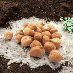 SEMI SEMINA CECE NAZIONALE CONFEZIONE DA 500 GR - ITALIA AGRICOLTURA - Foto 1 di 2