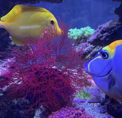 3inch+ Home Grown Saltwater Red Ogo Gracilaria Macro Algae Reef Refugium - Image 1 of 4