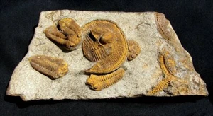 SPECTACULAR SLAB WITH COLORFUL DECLIVOLITHUS AND 5 OTHER TRILOBITES - AMAZING! - Picture 1 of 3