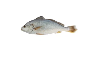 Croaker caja de 2,5kg - Imagen 1 de 1