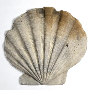 STUNNING Scallop Fossil | Chesapecten Jeffersonius | Pliocene | 4.0 x 4.25" - Picture 1 of 3