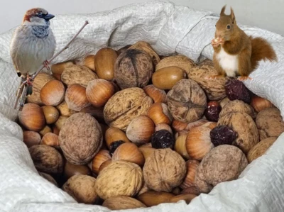 IGART Studentenfutter für Eichhörnchen und Vögel | Nüsse - Mix, Eicheln, Hagebutten