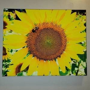 Leinwand Foto My Bee-Loved Sunflower, 16x20 Ltd Ed. Signierter Dix Park, Raleigh NC - Bild 1 von 10