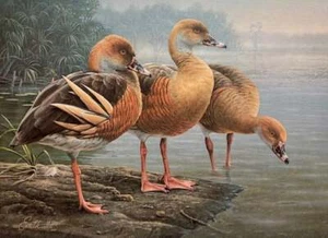 Daniel Smith - Impresión de estampillas de pato de Australia 1989 - Primera de Naciones - S/N - COMO NUEVAS - Imagen 1 de 1