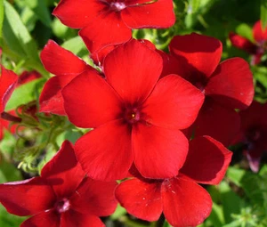 PHLOX RED Phlox Drummondii - 100 Seeds - Afbeelding 1 van 1