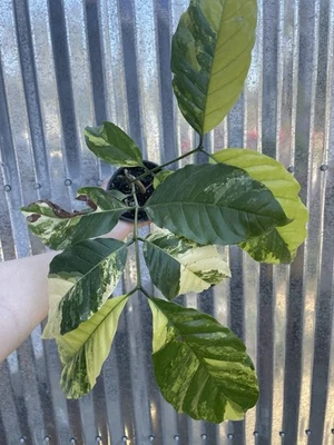 #72 Variegated Coffee Arabica Plant 4” Pot Rare - Image 1 of 4