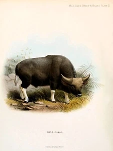 10550.Póster decorativo.Pared de habitación de hogar.Diseño de impresión artística.Ilustración Bull Gayal - Imagen 1 de 1