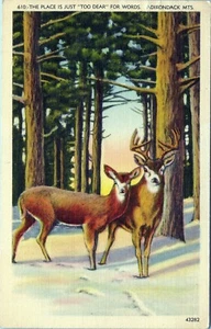 Deer Adirondack Mountains Postcard 43282 Unposted - Picture 1 of 2