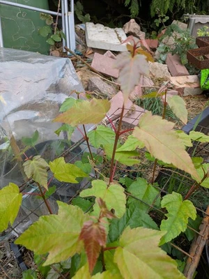 Acer rubescens Seedlings ~20cm Tall Rare Snakebark Maple Young Tree Plant Taiwan - Image 1 of 2