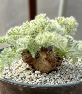 pelargonium appendiculatum triste aleatorio - Imagen 1 de 1