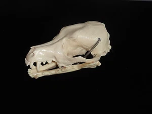Hundeschädel Modell Hund ZWEITE QUALITÄT AUSVERKAUF! - Bild 1 von 2