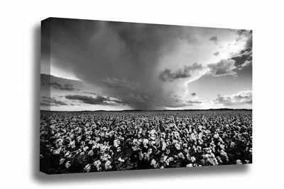 Country Canvas Wall Art - Storm Over Cotton Field in Oklahoma Black and White - Image 1 of 4