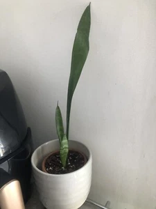 SANSEVIERIA TRIFASCIATA "PARVA" MOTHER IN LAW'S TONGUE ROOTED SNAKE PLANT - Picture 1 of 3