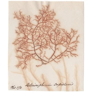 Antique 1833 Scottish dried sea algae herbarium #13 Glossophobia capillaris - Picture 1 of 3