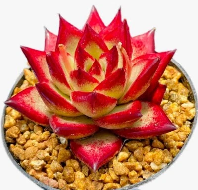 Red Knight 6cm diameter Echeveria succulent  - Image 1 of 4