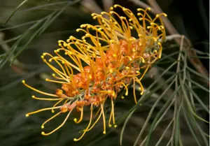 5 X NATIVE GREVILLEA SEEDS-ORANGE FLAME-BEAUTIFUL FLOWERS-GARDEN SHRUB PLANT - Picture 1 of 5