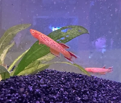 NON ALBINO  APHYOSEMION Australe  With Albino Genes  Killifish Pair - Image 1 of 3