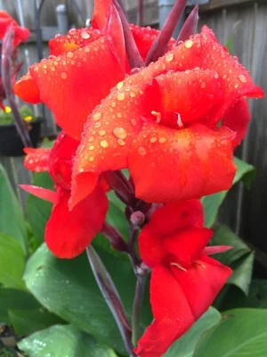  XL Canna 百合灯泡 - 明亮的大胆红色花朵高带大绿叶 (4) — 第 1/4 张图片