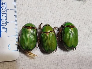 Rutelinae 3 Chrysina lecontei Arizona #CL1 Jewel Scarab Beetle Insect - Picture 1 of 4