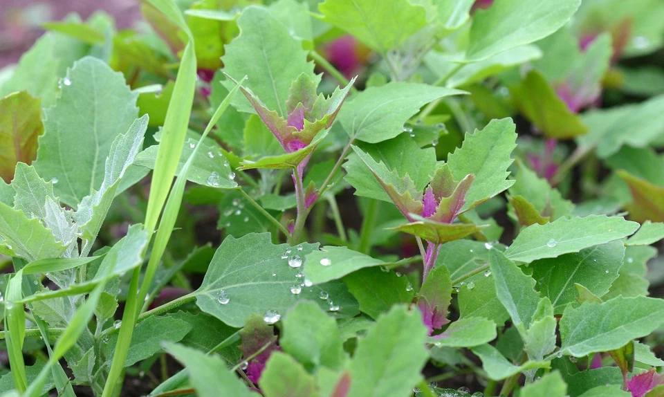 Lila Baumspinat - Chenopodium giganteum - 200+ Samen - FARBIG und FEIN! L 090 - Bild 1 von 1
