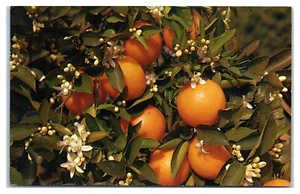Postal de la rama de un naranjo floreciendo y dando frutos - Imagen 1 de 2