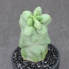 8-10cm Lophocereus schottii cactus Succulent plants Home Bonsai Decor