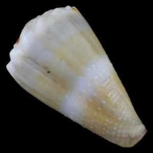 CONUS LIVIDUS (Olango Isl., Philippinen) 37,1 mm #42187 - Bild 1 von 4