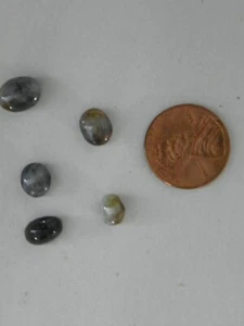 Chrysoberyl cats eye 12.66 carats. 5 cabs. Natural Gemstones. - Picture 1 of 2