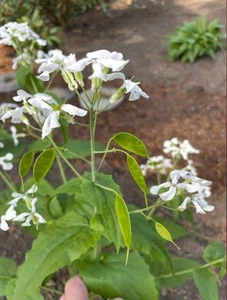 Lunaria annua | Money Plant | 25 Seeds - Picture 1 of 4