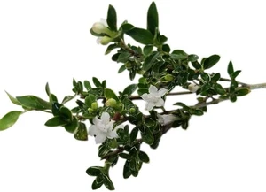 Serissa Foetida Snowrose, Tree of a Thousand Stars, Starter Plant, Lot of 2 - Picture 1 of 7
