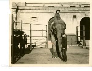 BESSIE LOVE Vintage Original Photo Rare ELEPHANT Silent Era Early 1920s Portrait - Picture 1 of 2