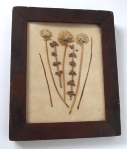 Antique Dried Flower Collage In 19th C. Mahogany Veneered Wooden Picture Frame - Picture 1 of 11