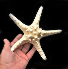 X-Large Knobby White Starfish 7"+ Beach Cottage Wedding Decor Nautical Crafts