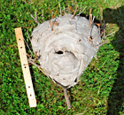 Real Paper Wasp Nest on Lilac Bush Branches 8x8x8 Taxidermy Yellow Jacket Hornet