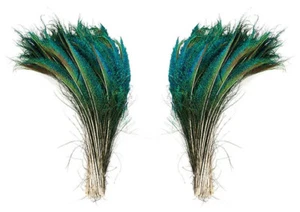 50 Pfauenschwert Federn natur grün irisierend L oder R Seite 15-25" PS25 - Bild 1 von 4