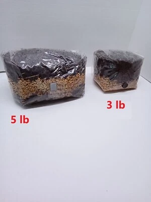 5.5 lb All in One Mushroom Grow Bag Sterilized GROWING BIO-BAG KIT FAST SHIP [A] - Image 1 of 4