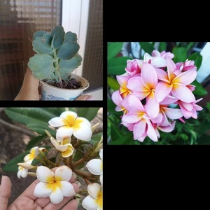 2 Plumerias Recién Cortadas Y 5 Kalanchoe fedtschenkoi - Picture 1 of 2